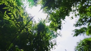 风吹竹叶动