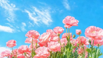 护眼花朵