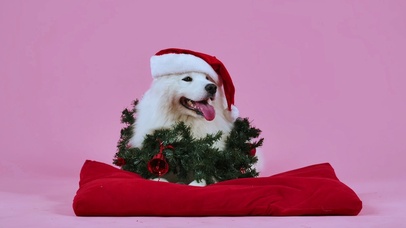 4K圣诞帽子汪星人