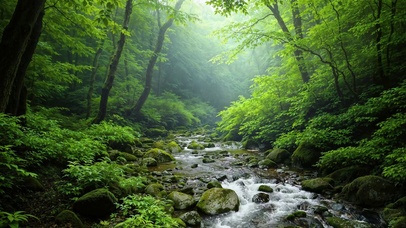 幽静护眼绿林溪流 