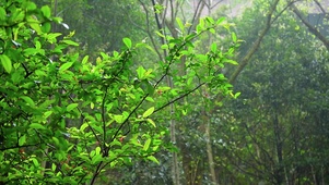 春天下雨唯美雨天