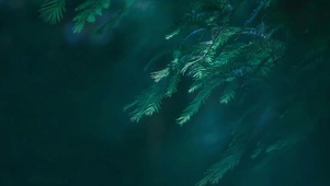 印象 浅绿  风的枝头