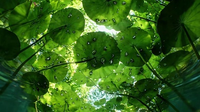 莲叶深处 窥见夏光