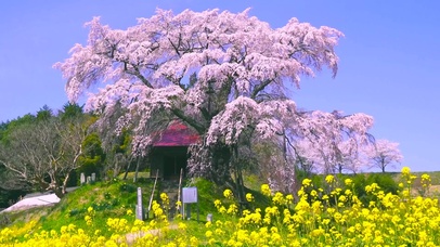 三月樱花油菜花