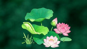 护眼荷花