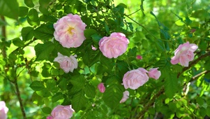 粉色小花