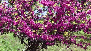 春天鲜花盛开植物