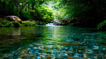 幽静清凉绿林溪流