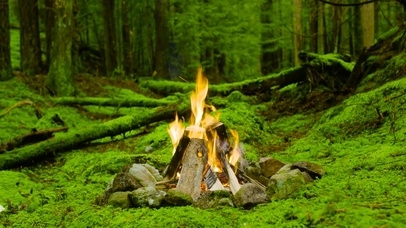 4K森林篝火