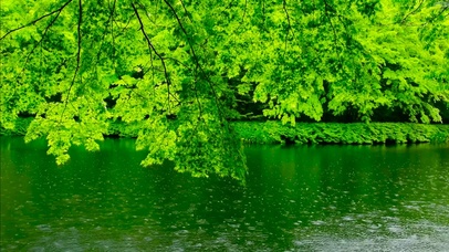 4K护眼雨中绿叶