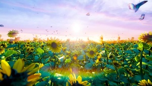 阳光蝴蝶花海