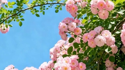 护眼花草树木带鱼屏