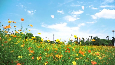 花海梦幻蝴蝶飞