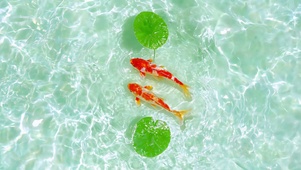 清池好运锦鲤