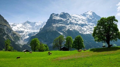 雪山下草原牛群