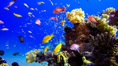 4K水族馆热带鱼