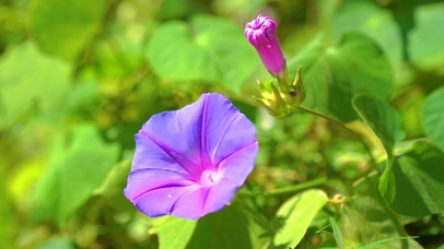 紫色喇叭花