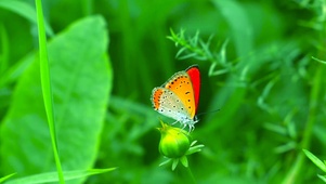 护眼蝴蝶