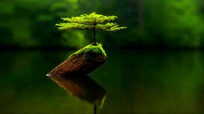 护眼治愈发财松4K