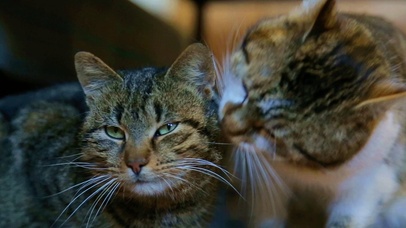 4K情侣猫咪秀恩爱~