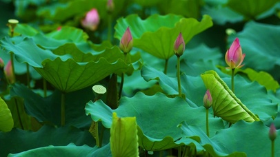 荷花高清动态壁纸