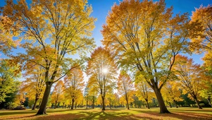 秋日蓝天下枫林