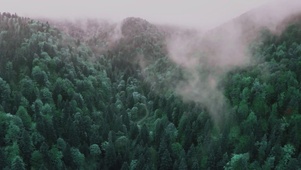 【4K航拍】鸟瞰绿树林