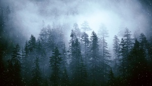 下雪的森林
