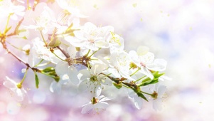 唯美梨花盛开阳光明媚花瓣雨