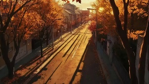 秋日静谧无人落叶街道