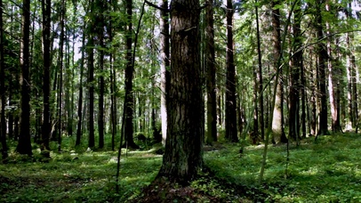 4K 高清 夏天松树林全景