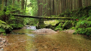 4K森林山涧小溪