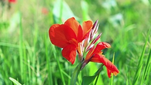 美人蕉花