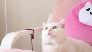 泡泡猫