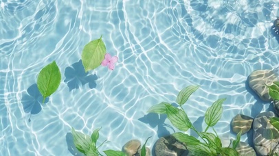 水面上的花与叶