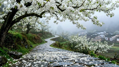 雾雨樱花古村石板步道