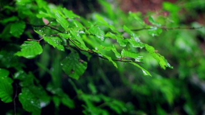 雨中的树叶