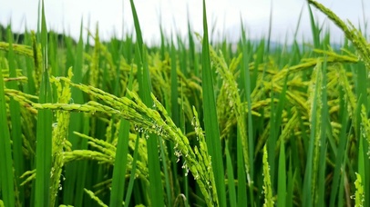 4K风吹稻花飘香绿色稻谷