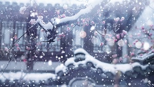 腊梅雪景