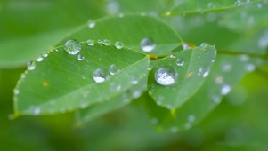 护眼雨天绿叶水珠