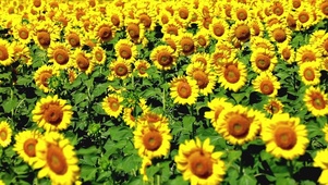 葵花园