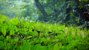 细雨落在小草上