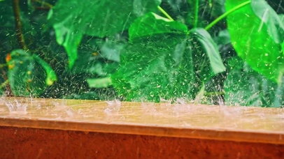 森林大雨