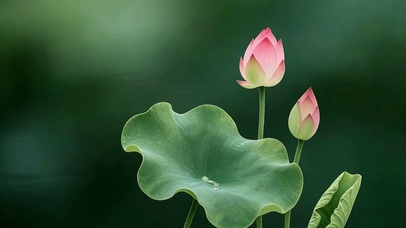 清新荷