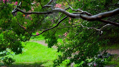 护眼雨天绿树