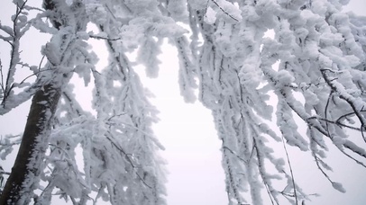 4K冬天雾凇风景