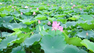 夏季荷塘