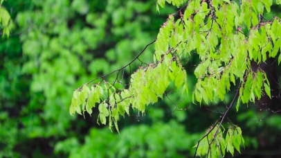 护眼雨中嫩叶