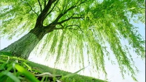 万条垂下绿丝绦4K