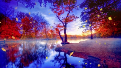 唯美治愈金黄色的秋天落叶